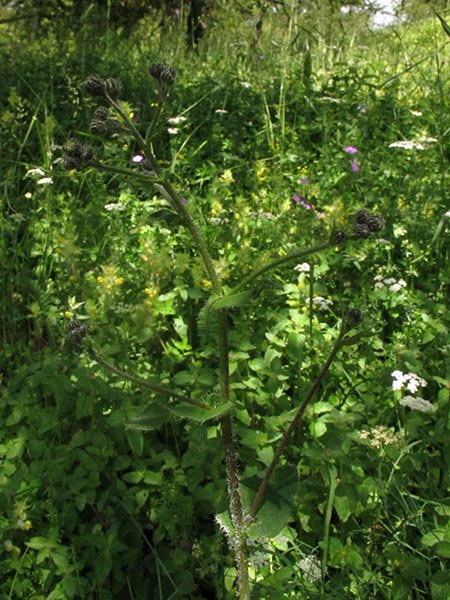<i>Hieracium symphytaceum</i> Arv.-Touv. subsp. <i>sarracenicum</i> (Arv.-Touv. & Belli) Zahn