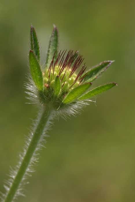 <i>Lomelosia stellata</i> (L.) Raf.