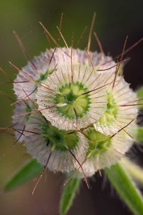 <i>Lomelosia stellata</i> (L.) Raf.