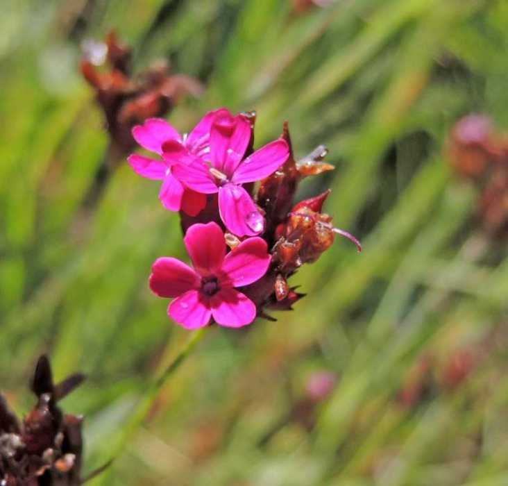 <i>Dianthus pontederae</i> A.Kern. subsp. <i>pontederae</i>
