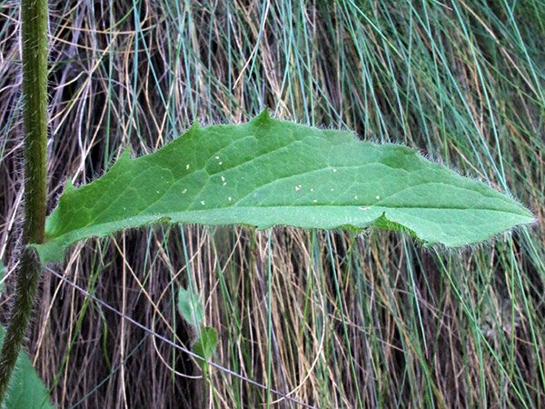 <i>Hieracium rapunculoides</i> Arv.-Touv. subsp. <i>rapunculoides</i>