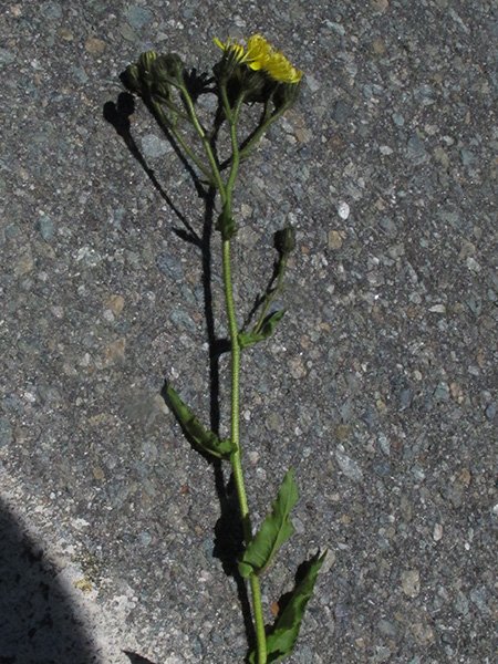 <i>Hieracium picroides</i> Vill. subsp. <i>ochroleucum</i> (W.D.J.Koch) Zahn