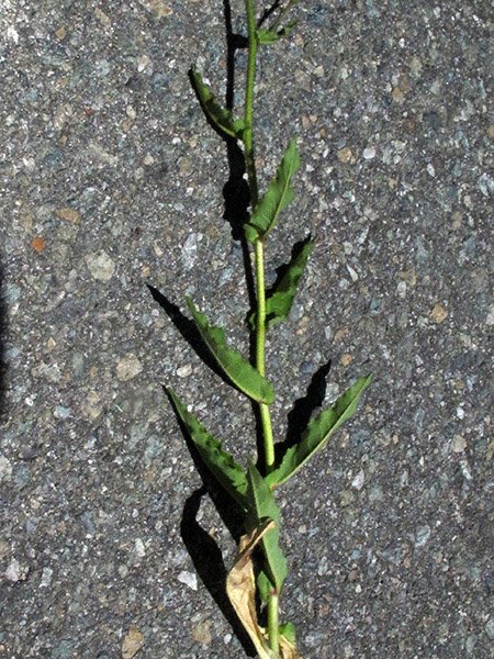 <i>Hieracium picroides</i> Vill. subsp. <i>ochroleucum</i> (W.D.J.Koch) Zahn