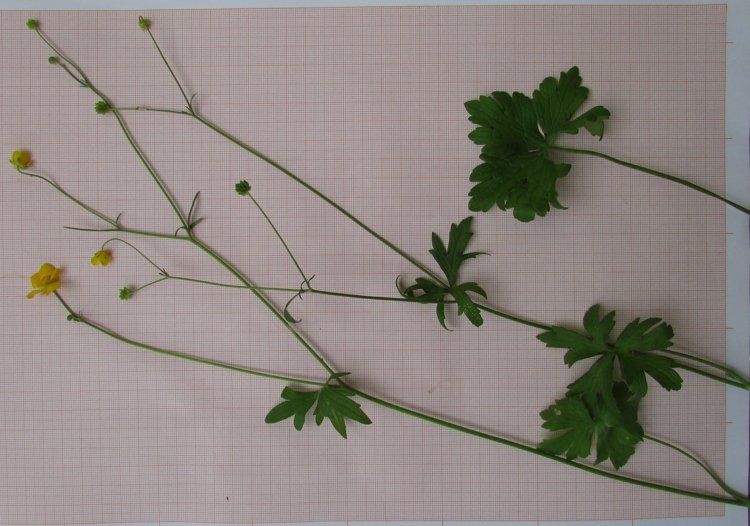 <i>Ranunculus acris</i> L. subsp. <i>friesianus</i> (Jord.) Syme