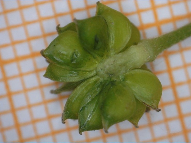 <i>Ranunculus acris</i> L. subsp. <i>friesianus</i> (Jord.) Syme