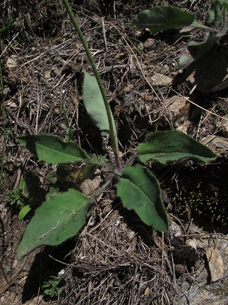 <i>Hieracium pseudoprasinops</i> Zahn subsp. <i>pseudoprasinops</i>
