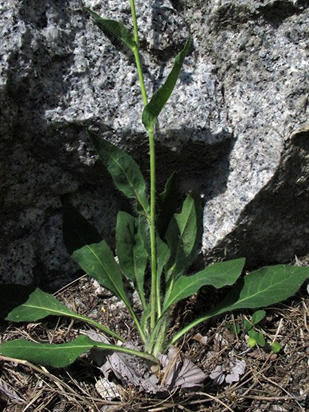 <i>Hieracium longifolium</i> Schleich. ex Hornem.