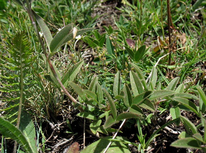 <i>Trifolium alpestre</i> L.
