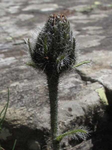 <i>Hieracium alpinum</i> L. subsp. <i>halleri</i> (Vill.) Ces.