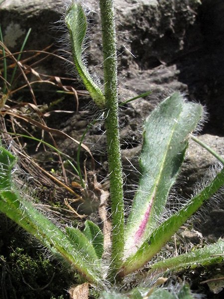 <i>Hieracium alpinum</i> L. subsp. <i>halleri</i> (Vill.) Ces.