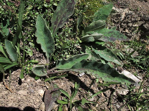 <i>Hieracium pellitum</i> Fr. subsp. <i>pseudolanatum</i> (Arv.-Touv.) Zahn