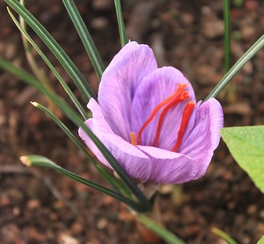 <i>Crocus sativus</i> L.