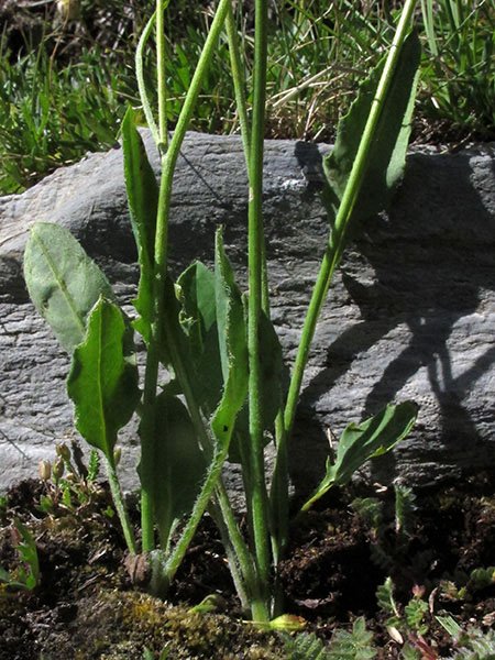 <i>Hieracium planchonianum</i> Timb.-Lagr. & Loret subsp. <i>pseudosetibifidum</i> (Zahn) Greuter