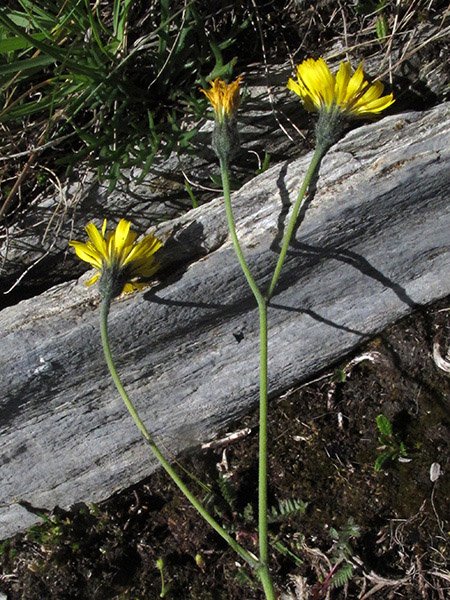 <i>Hieracium planchonianum</i> Timb.-Lagr. & Loret subsp. <i>pseudosetibifidum</i> (Zahn) Greuter