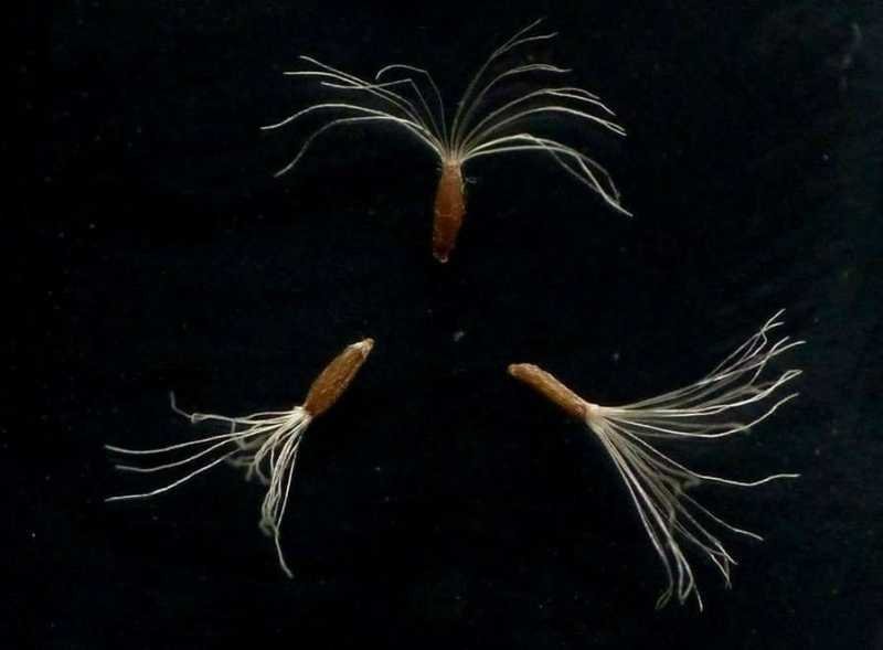 <i>Omalotheca supina</i> (L.) DC.