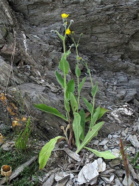 <i>Hieracium verbascifolium</i> Vill.