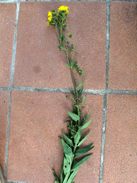 <i>Hieracium umbellatum</i> L. subsp. <i>umbellatum</i>