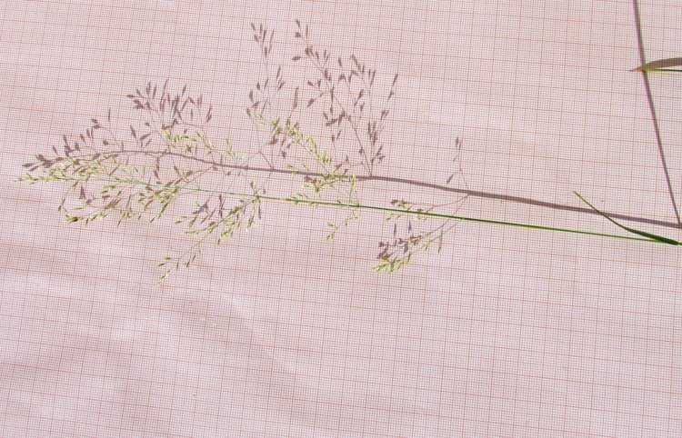 <i>Deschampsia cespitosa</i> (L.) P.Beauv. subsp. <i>parviflora</i> (Thuill.) Dumort.