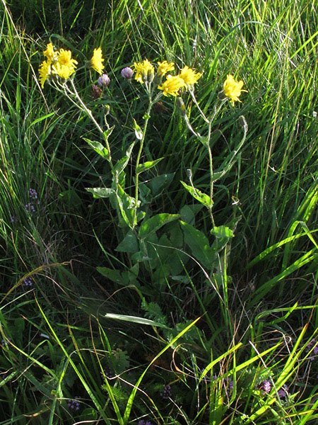 <i>Hieracium cydoniifolium</i> Vill. subsp. <i>mespilifolium</i> (Arv.-Touv.) Zahn