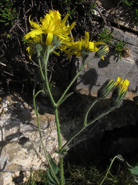 <i>Hieracium cydoniifolium</i> Vill. subsp. <i>mespilifolium</i> (Arv.-Touv.) Zahn