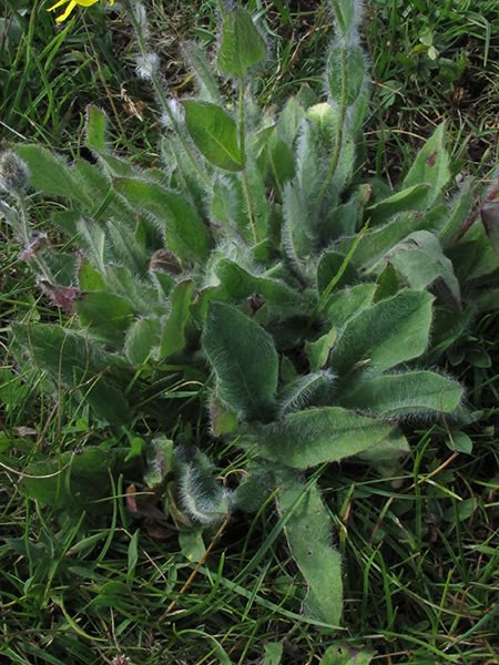 <i>Hieracium pilosum</i> Schleich. ex Froel.