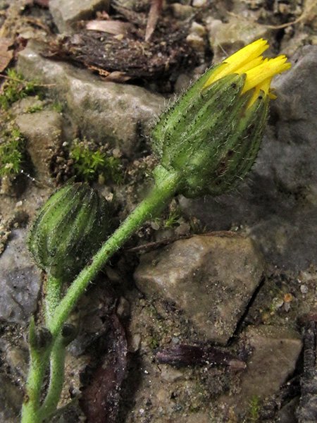 <i>Hieracium rapunculoides</i> Arv.-Touv.