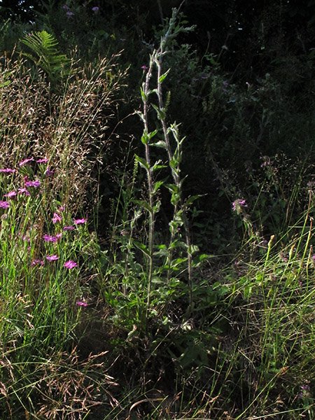 <i>Hieracium taurinense</i> Jord. subsp. <i>taurinense</i>