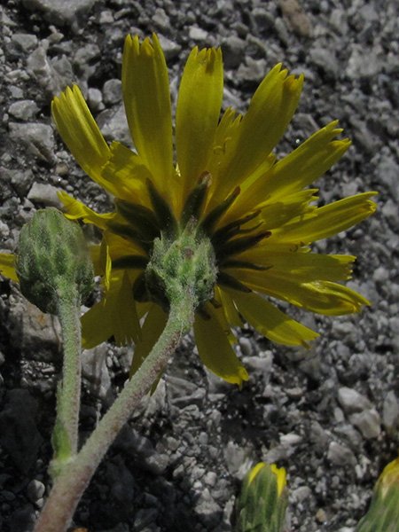 <i>Hieracium taurinense</i> Jord. subsp. <i>taurinense</i>
