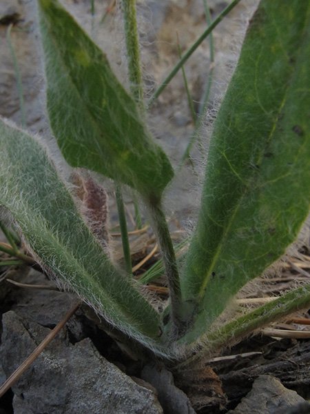 <i>Hieracium lychnioides</i> Arv.-Touv.