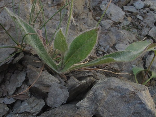 <i>Hieracium lychnioides</i> Arv.-Touv.