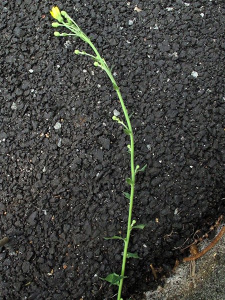 <i>Hieracium australe</i> Fr. subsp. <i>australe</i>