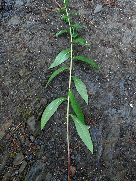 <i>Hieracium neoplatyphyllum</i> Gottschl.