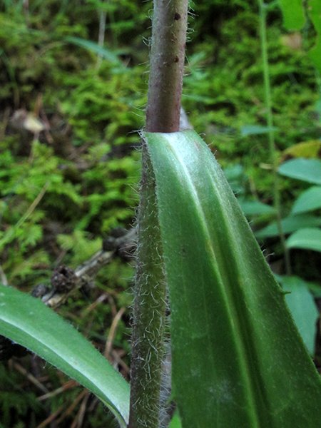 <i>Hieracium neoplatyphyllum</i> Gottschl.