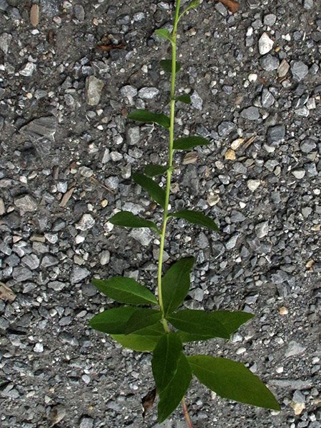 <i>Hieracium brevifolium</i> Tausch