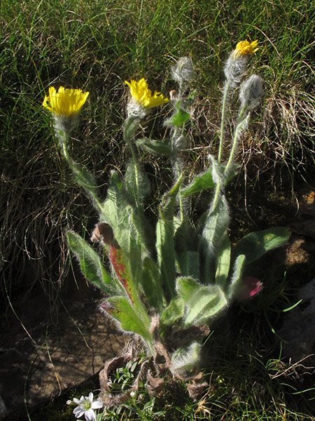 <i>Hieracium erioleucum</i> Zahn subsp. <i>albatum</i> (Nägeli & Peter) Zahn