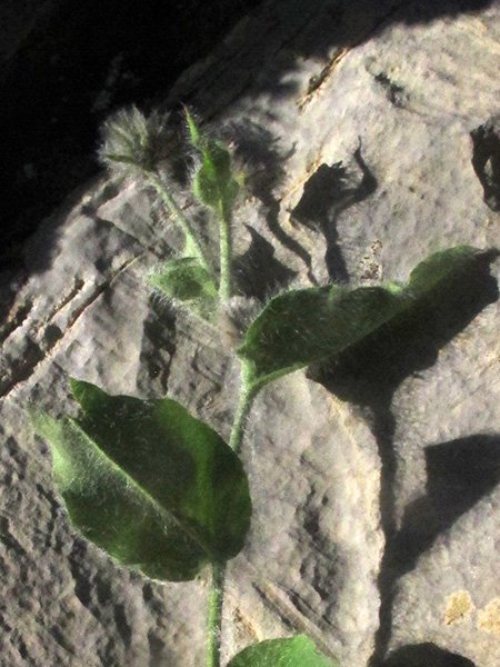 <i>Hieracium erioleucum</i> Zahn subsp. <i>albatum</i> (Nägeli & Peter) Zahn