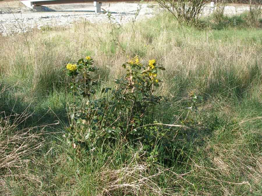 <i>Mahonia aquifolium</i> (Pursh) Nutt.