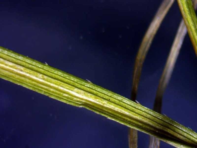 <i>Carex humilis</i> Leyss.