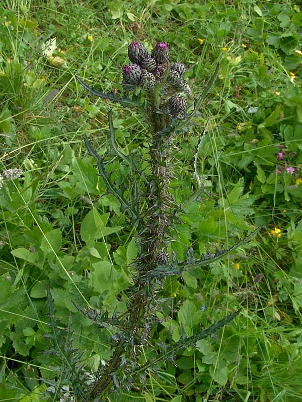 <i>Cirsium palustre</i> (L.) Scop.