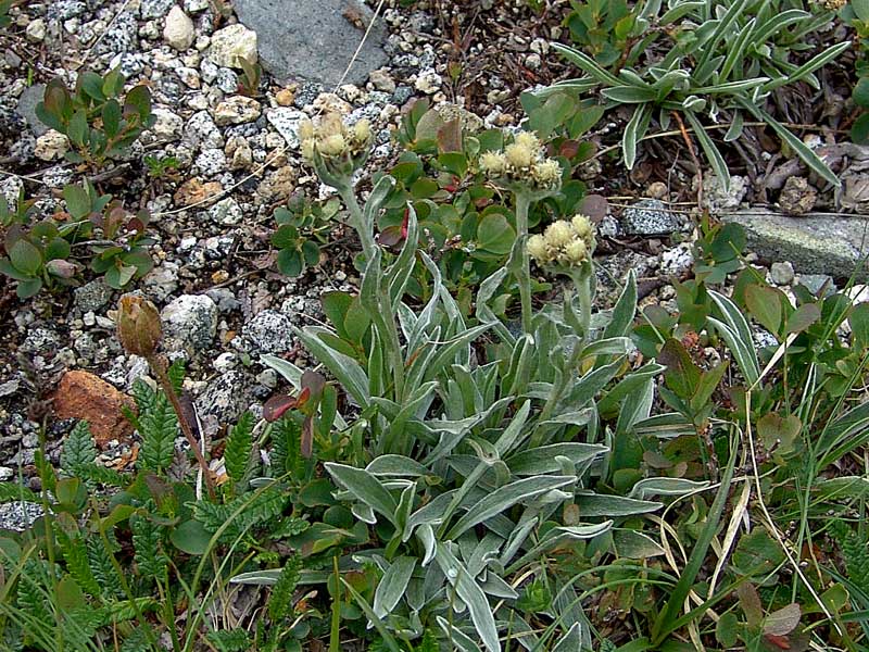 <i>Antennaria carpatica</i> (Wahlenb.) Bluff & Fingerh. subsp. <i>helvetica</i> (Chrtek & Pouzar) Chrtek & Pouzar