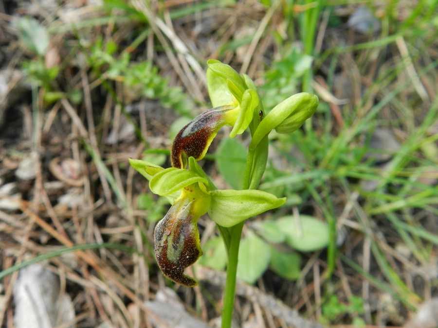 <i>Ophrys flammeola</i> P.Delforge