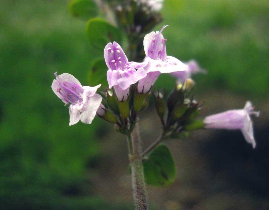 <i>Clinopodium nepeta</i> (L.) Kuntze