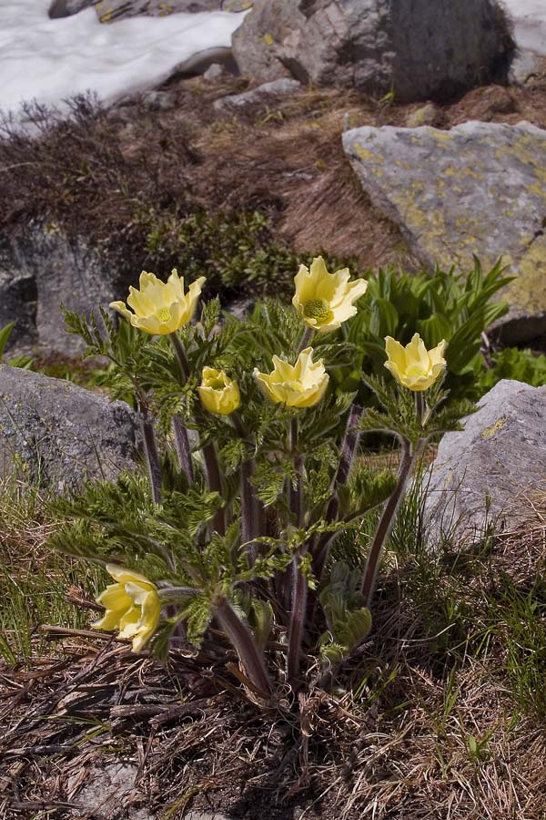 Pulsatilla alpina (L.) Delarbre subsp. apiifolia (Scop.) Nyman.jpg