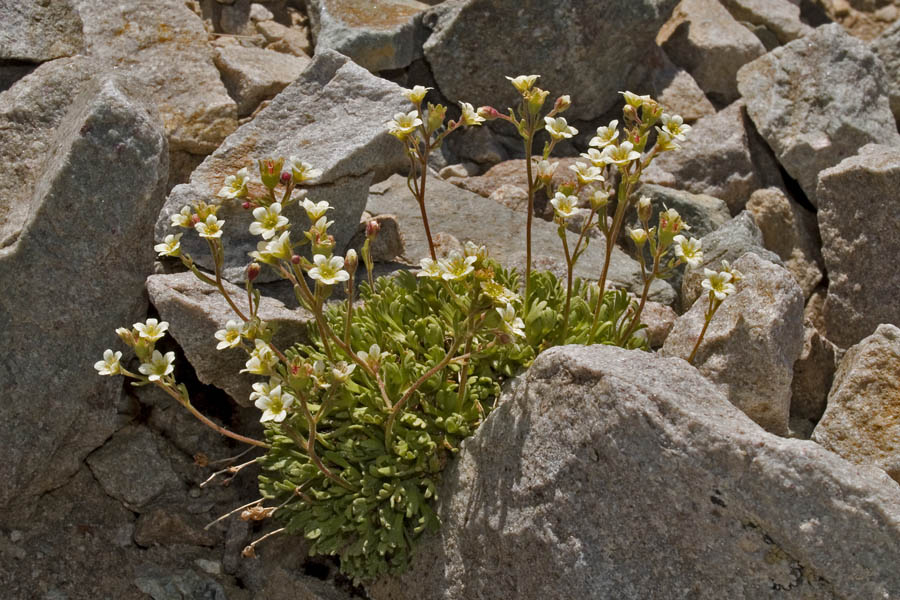 Saxifraga exarata Vill. subsp. exarata.jpg