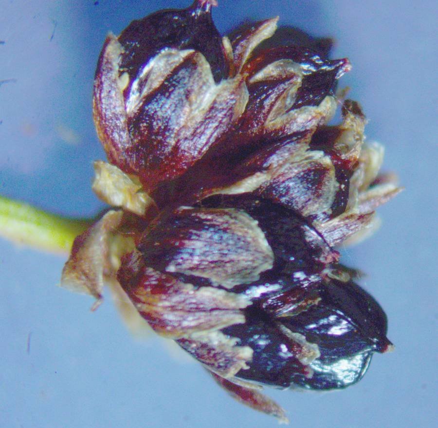 <i>Juncus alpinoarticulatus</i> Chaix subsp. <i>alpinoarticulatus</i>