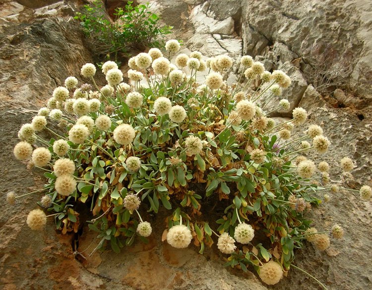 <i>Lomelosia cretica</i> (L.) Greuter & Burdet