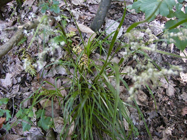 <i>Luzula luzuloides</i> (Lam.) Dandy & Wilmott subsp. <i>luzuloides</i>