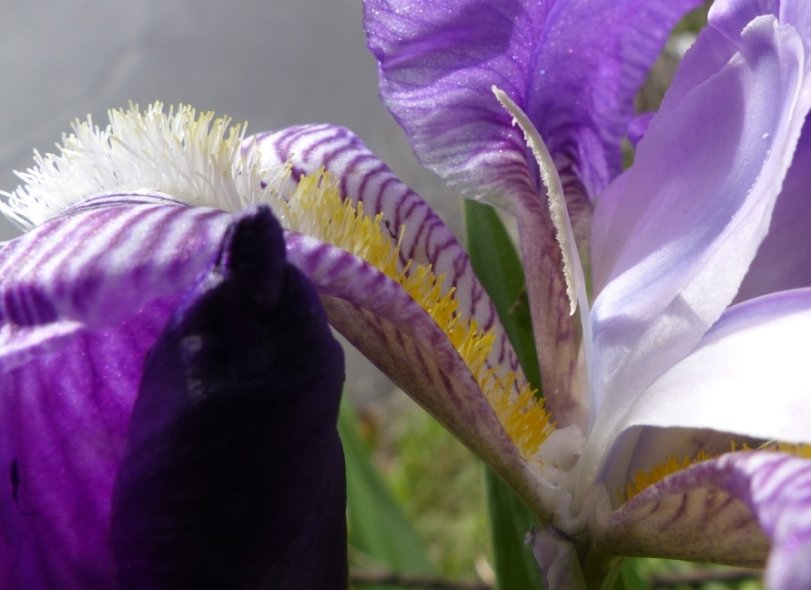 filamento iris sp.JPG