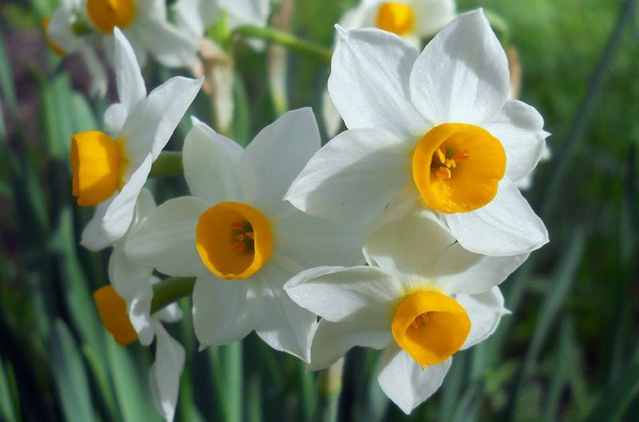 Narcissus-tazetta-L..jpg