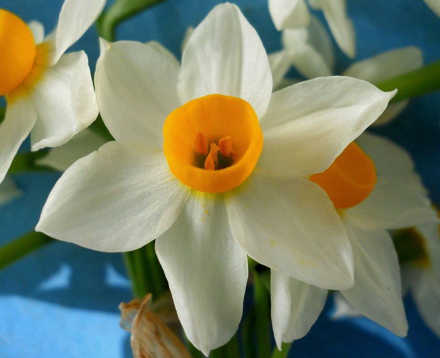 Narcissus-tazetta-L..jpg